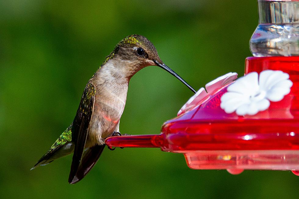 When Should You Put Your Hummingbird Feeder Out in Colorado?