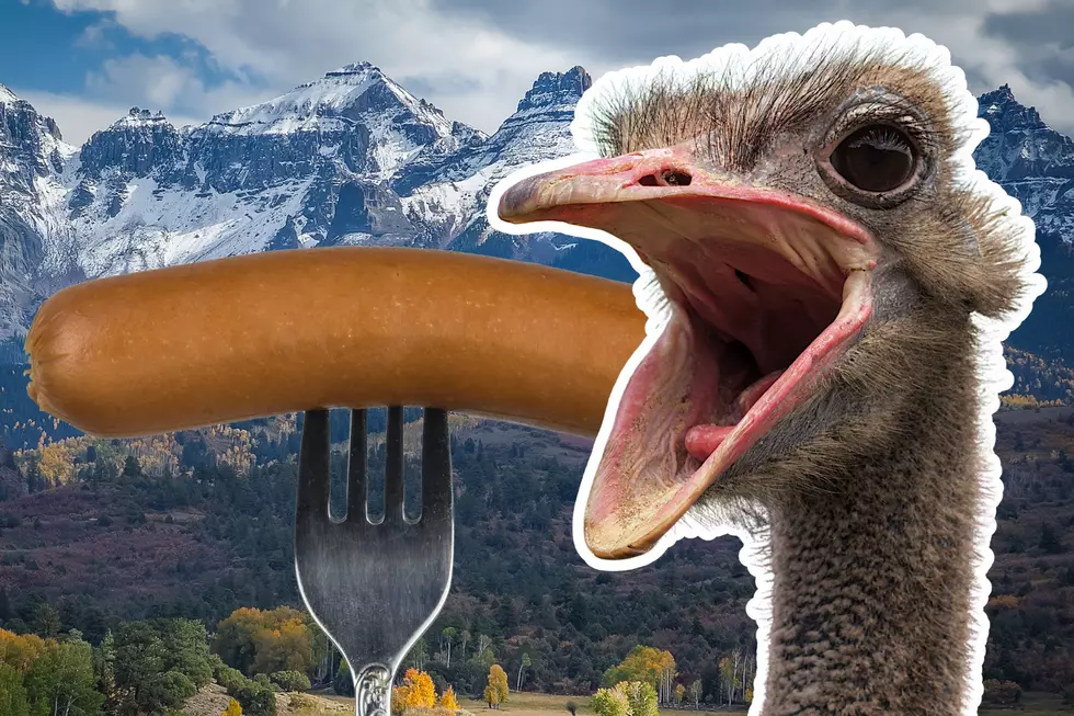 Ostrich Hot Dog Is the Most Unique Bite in Colorado