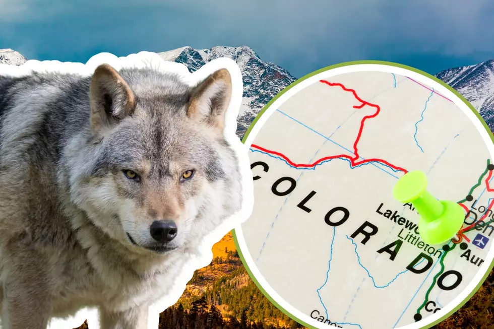 First Reintroduced Wolf Death in Colorado, Where It Was Found