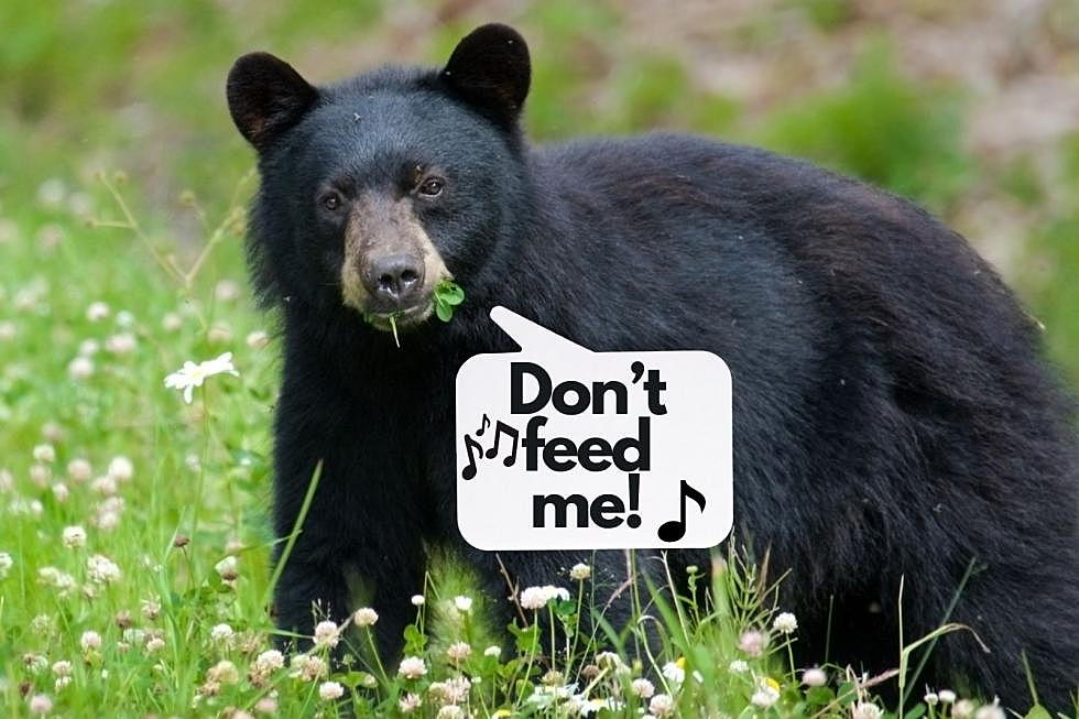 You’ve Got to Hear This Parody Song About Not Colorado Feeding Wildlife