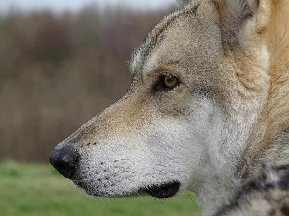 Are Wolfdogs Legal to Own as Pets in Colorado?