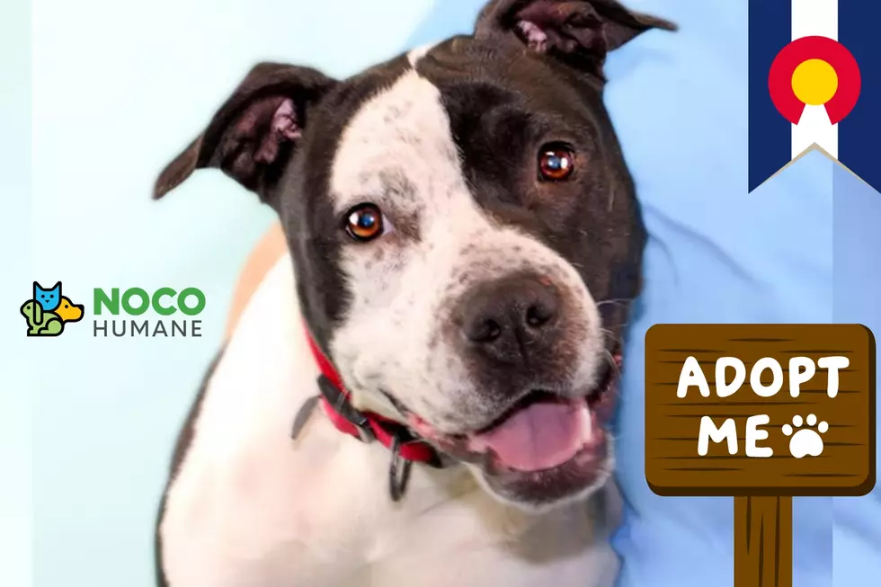 Meet Patch: Our NOCO Humane Pet of the Week