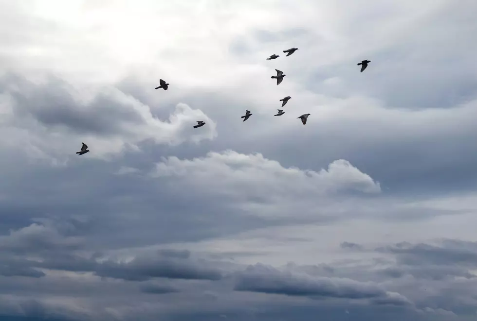 Colorado State University Helped Create BirdCast Migration Model