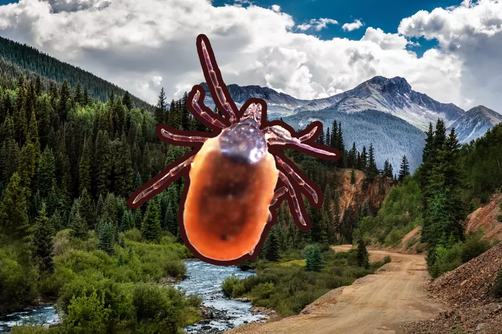 LOOK OUT: Tick Season Has Already Begun in Colorado, Here’s Where