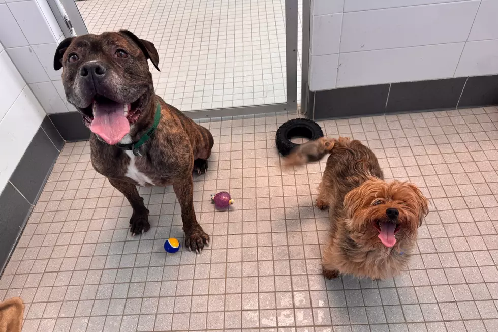 Bonded Yorkie and Pit Bull Duo Up for Adoption in Colorado