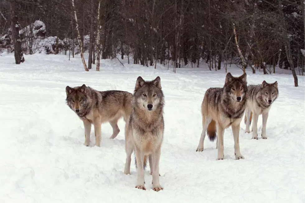 Troubled Colorado Wolf Pack Faces Lethal Action After Killings