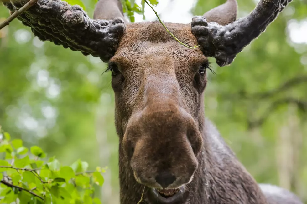 Wildlife Warning: Moose Spotted in Northern Colorado Suburb