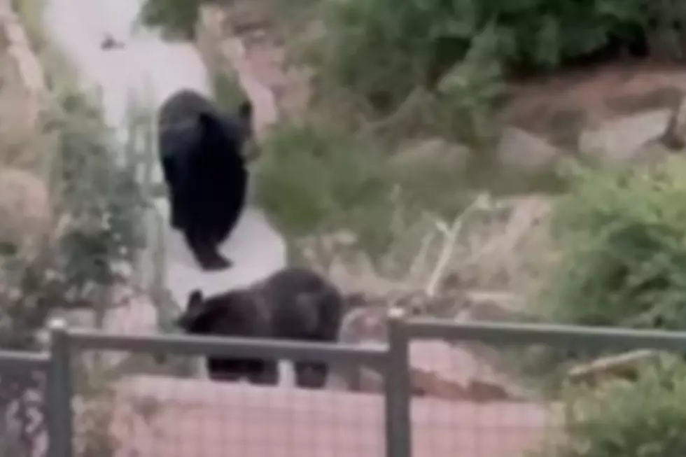 Wild Bear Crashes Concert Line at Colorado’s Red Rocks Amphitheatre