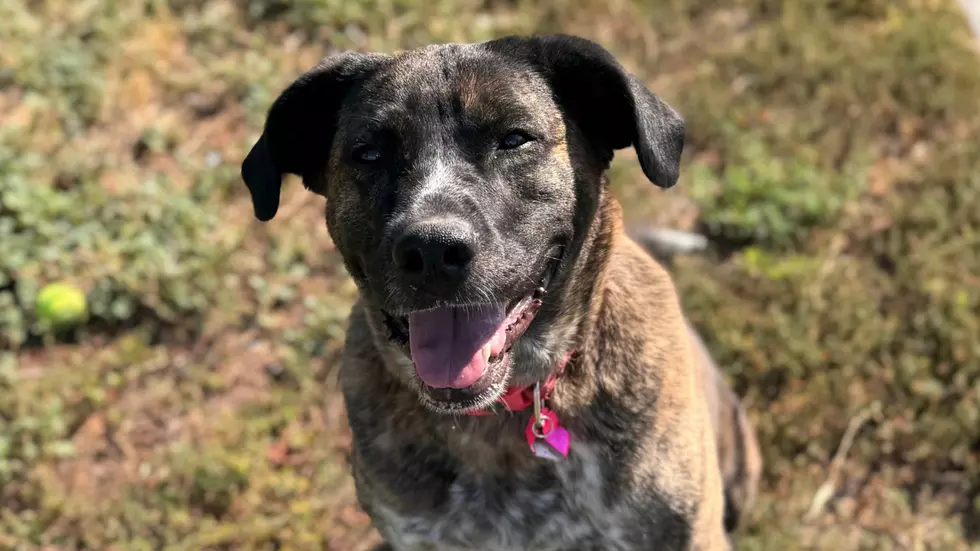 Stella the Adorable Colorado Rescue Dog Is Ready to Steal Your Heart