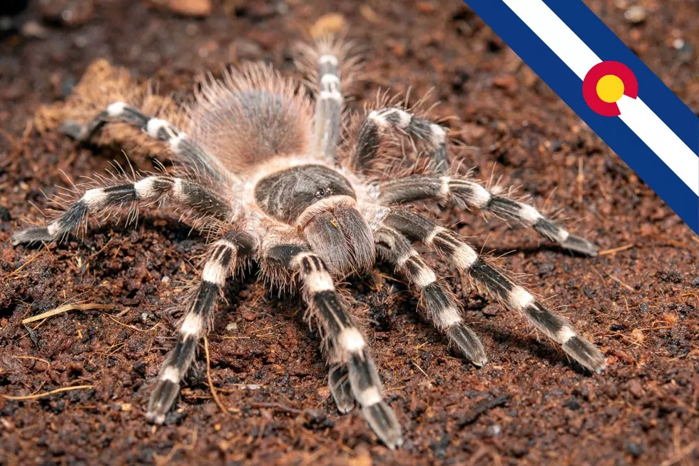 Hundreds of Tarantulas Will Swarm Southeast Colorado This Fall