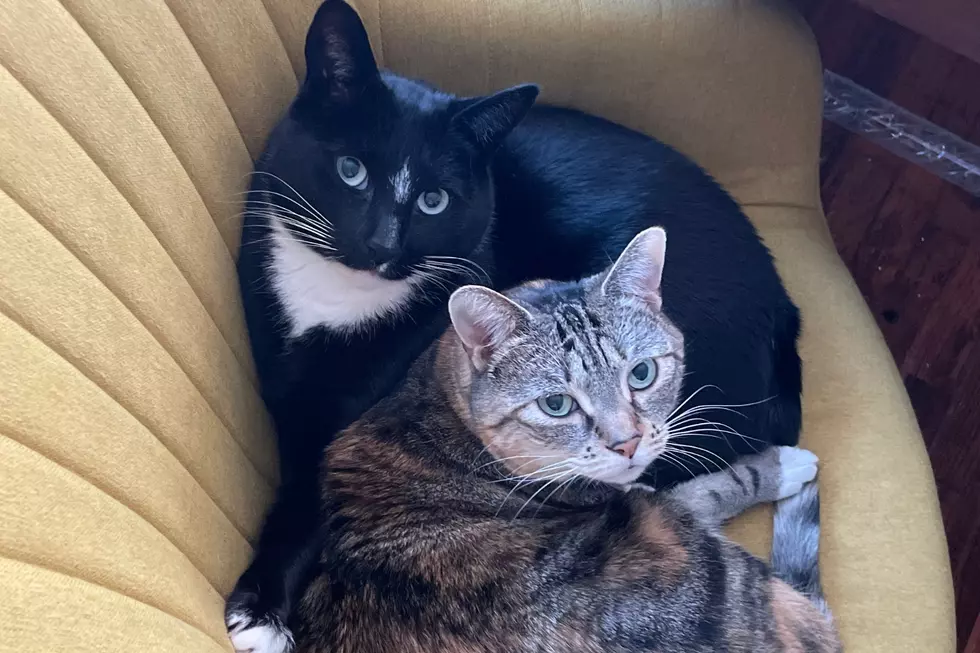 These Colorado Cities Could Fine You for Letting Your Cat Outside