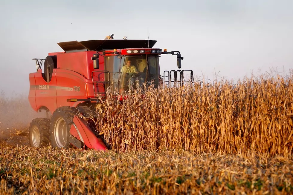 Corn Production Lower Than Expected