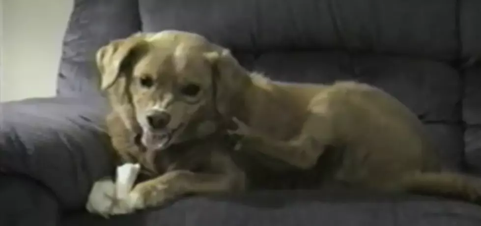 Laugh of the Day: Watch This Dog Fight With It&#8217;s Own Paw