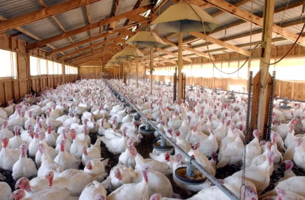 Two More Turkey Farms in South Dakota Confirmed to Have Deadly Bird Flu