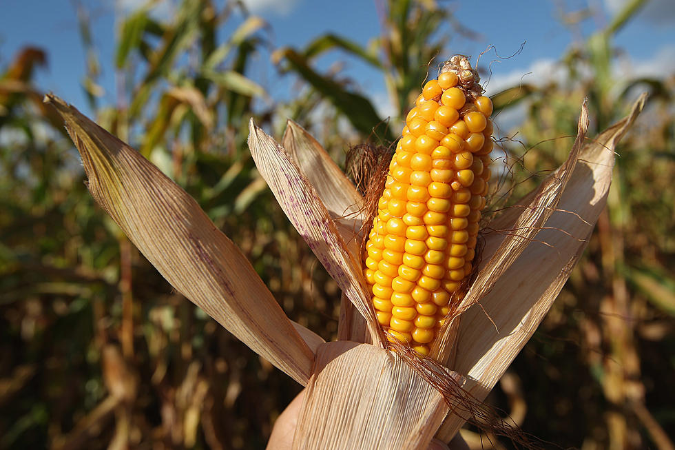 Corn Production Forecast