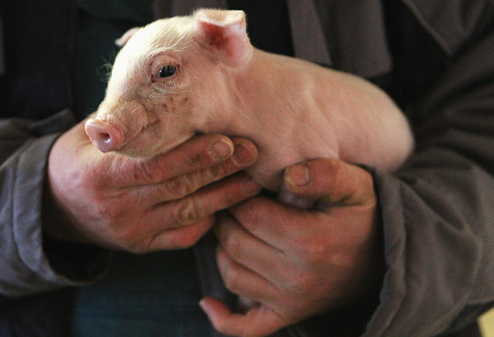 Need To Calm Down? Talk To Frankie the Therapy Pig
