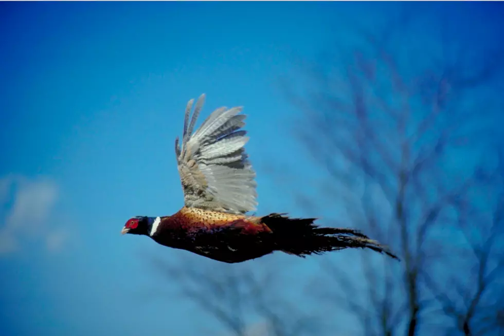 Pheasant Numbers Look Good In Both South Dakota, Minnesota