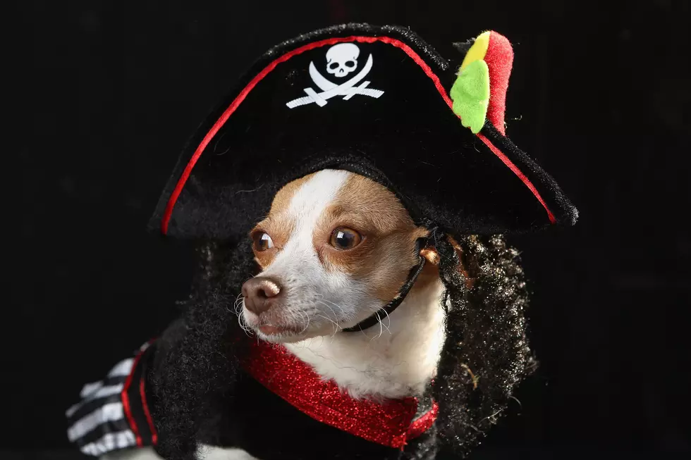 Do You Dress Your Pet For Halloween?