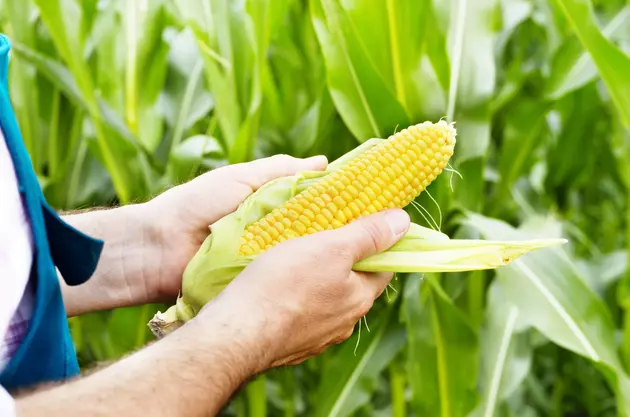 Farmers Can Enter Corn Yield Contest Now
