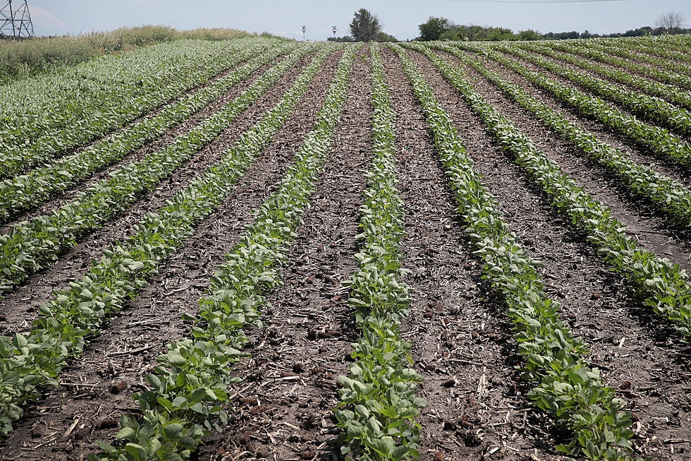 Couple Updates for Soybean and Corn Producers