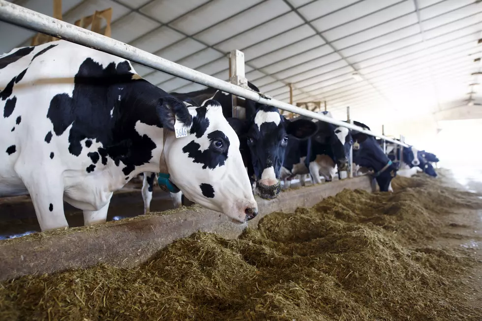 Local Dairy Farms Raise Money for Feeding South Dakota