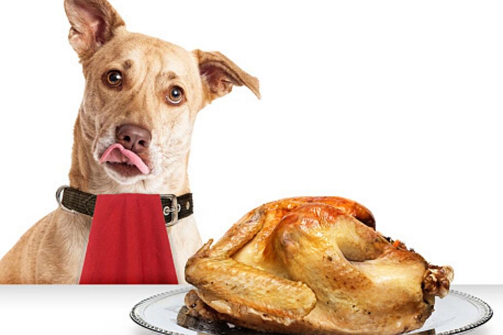 You And Your Dog Can Now Share A Meal