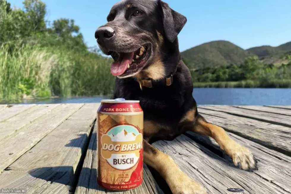 Busch Introduces New Beer…For Dogs?!?