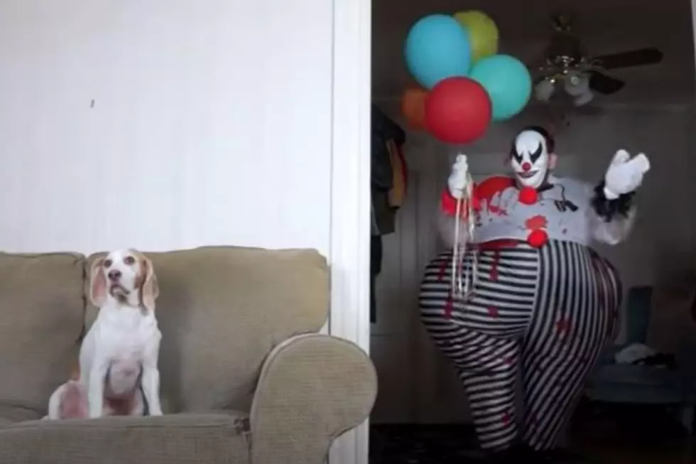 Dog or Clown? Latest Optical Illusion Explained