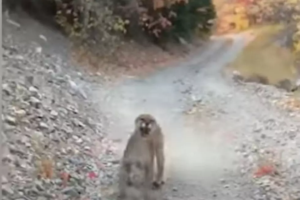 Mountain Lion Stalks Hiker For 6 Terrifying Minutes (Video)