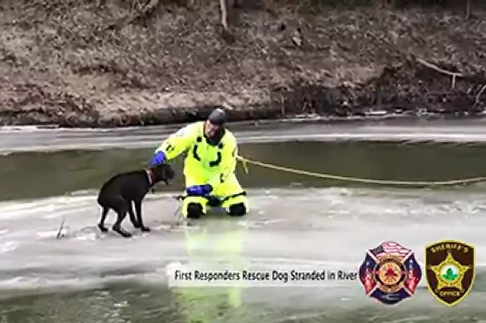 Stranded Dog Gets Rescued off Ice By First Responders (Video)