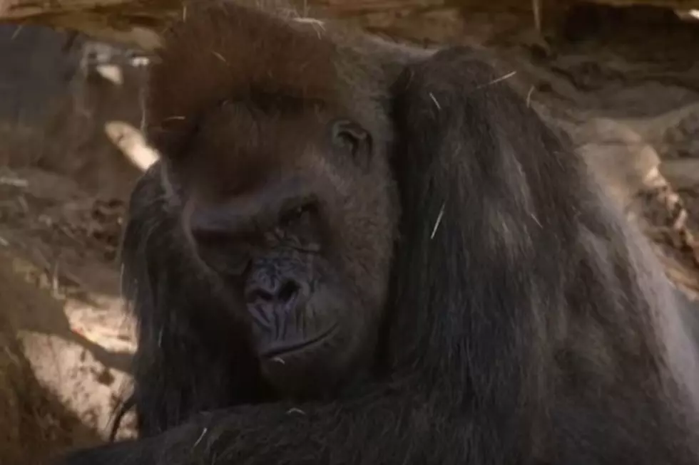 Gorillas at San Diego Zoo Test Positive for COVID- 19 (Video)