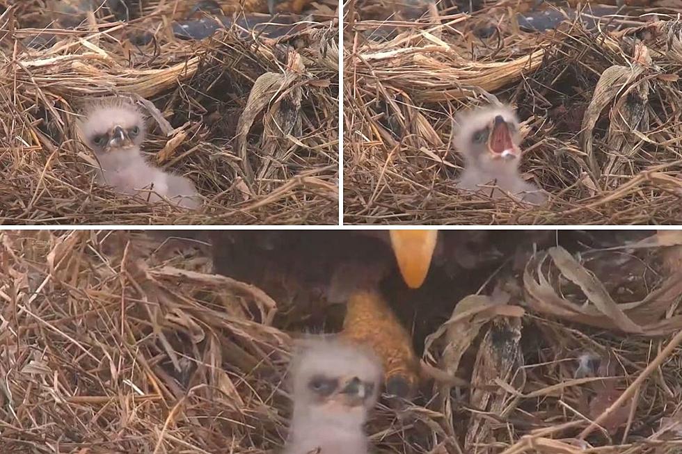 WATCH: Iowa Eagle Nest Welcomes First Eaglet of 2021