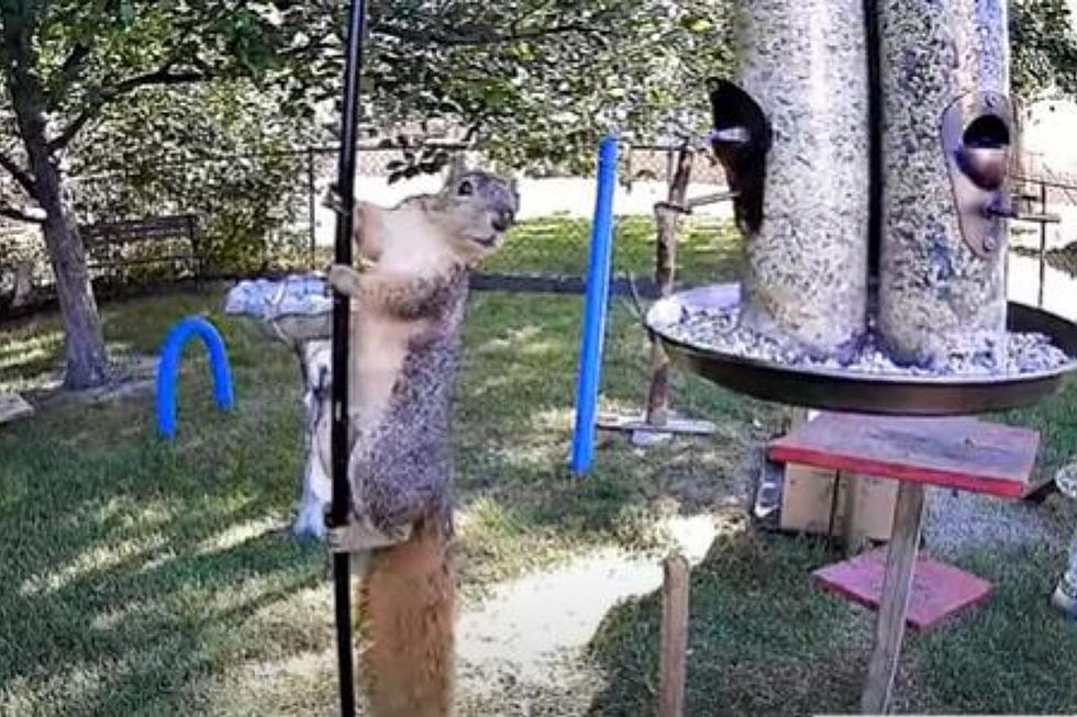 WATCH: How to Keep Squirrels Away From Your Bird Feeder