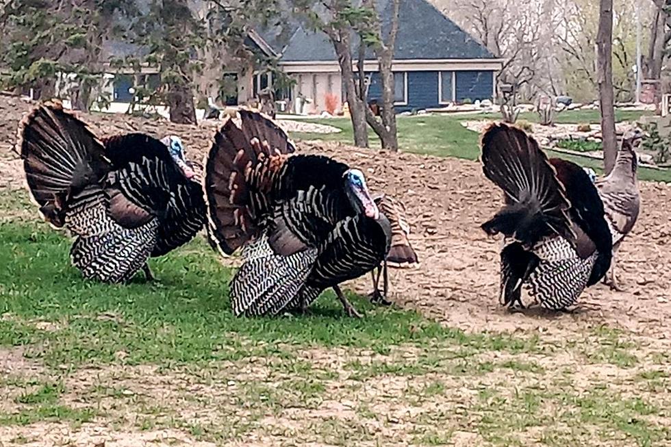 Have You Seen this Flock of Turkeys in Sioux Falls?