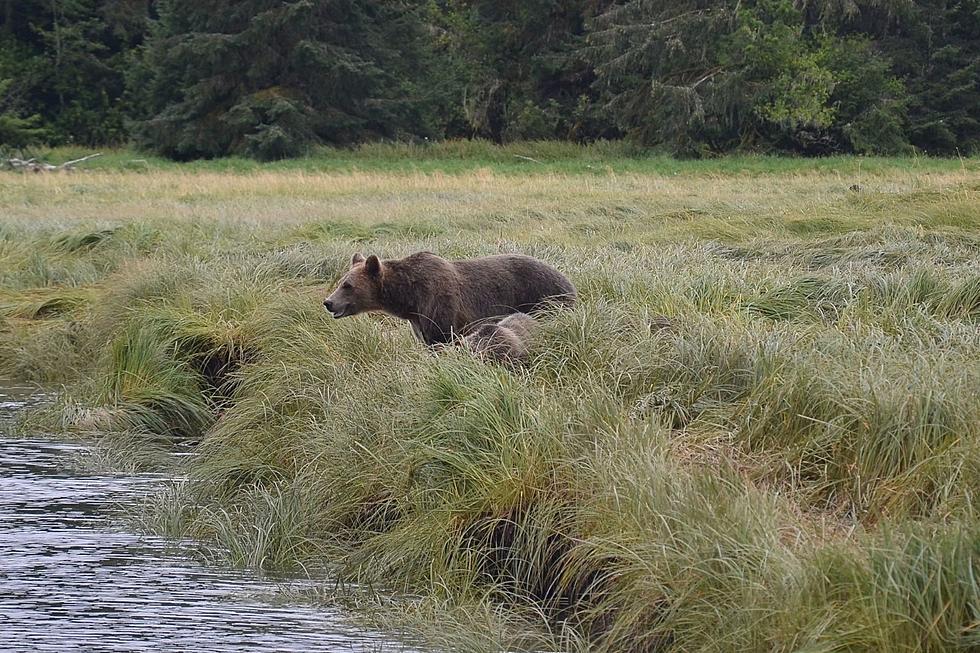 Grizzly Bear Charges Ranger at Yellowstone (Video)