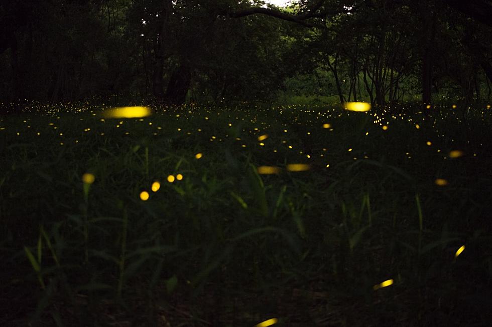 Do South Dakotans Call Them Fireflies or Lightning Bugs?
