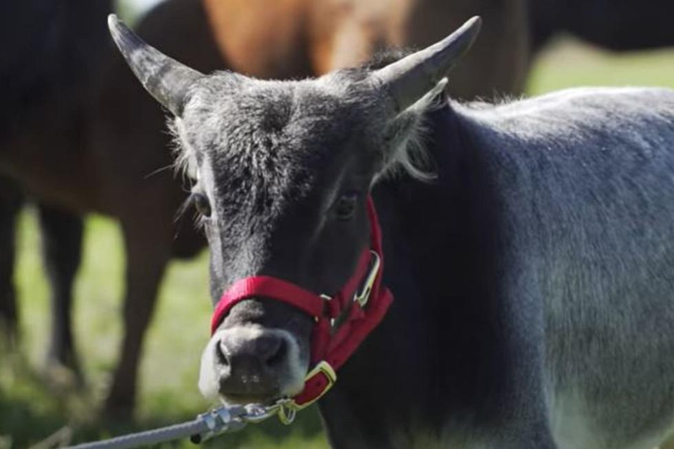 Iowa is Home to the World’s Smallest Bull
