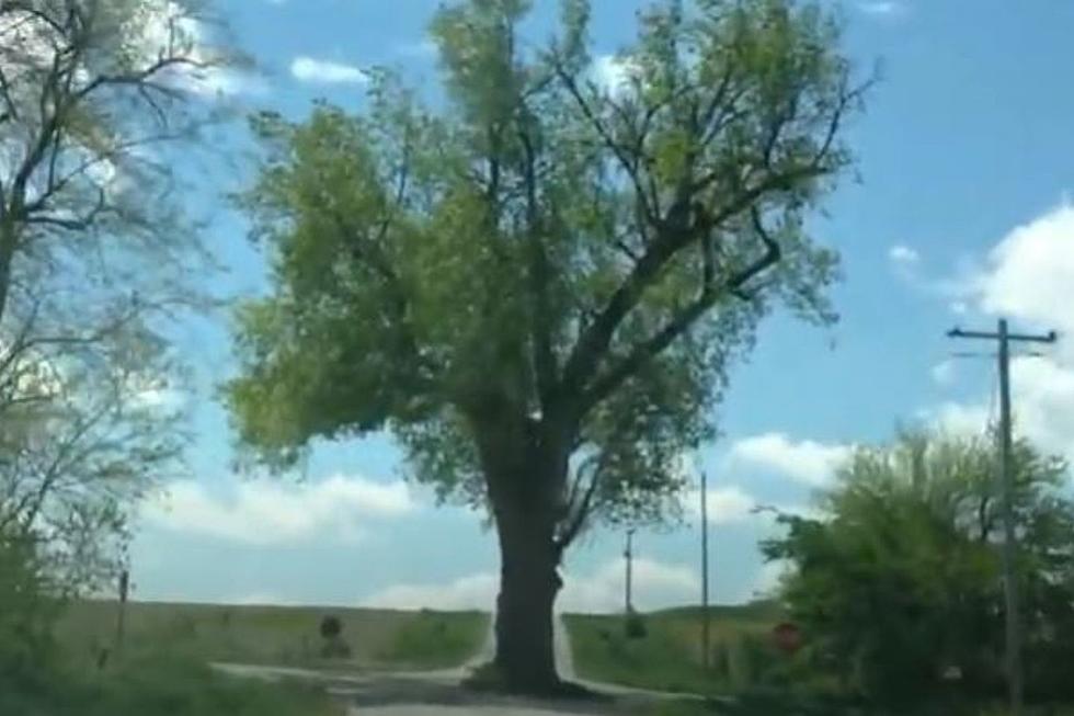 Watch Out For This Tree Planted in the Middle of Iowa Road