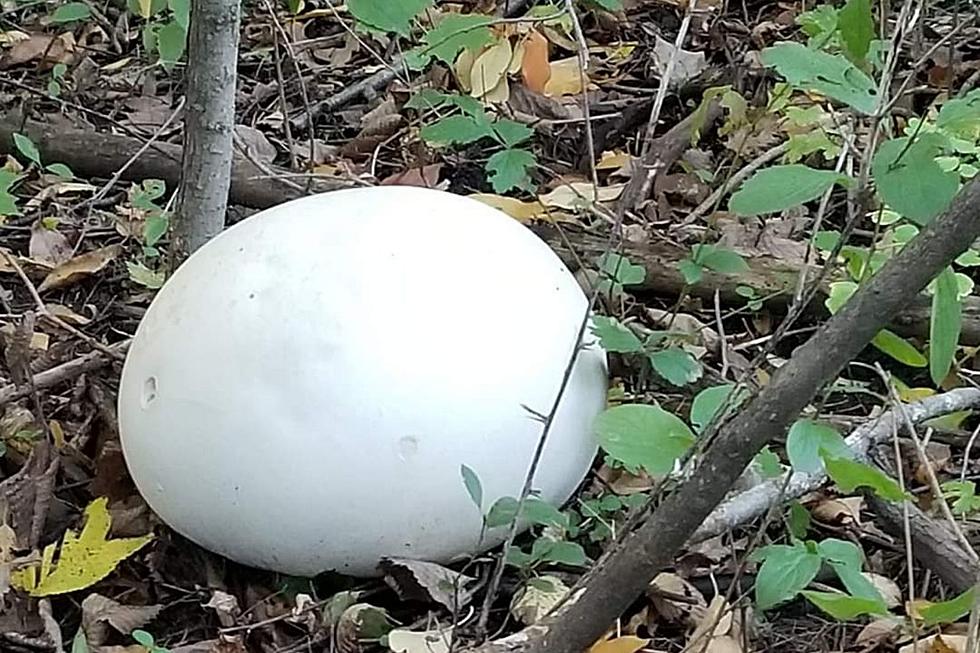 Strange White Objects Found In Minnesota Park