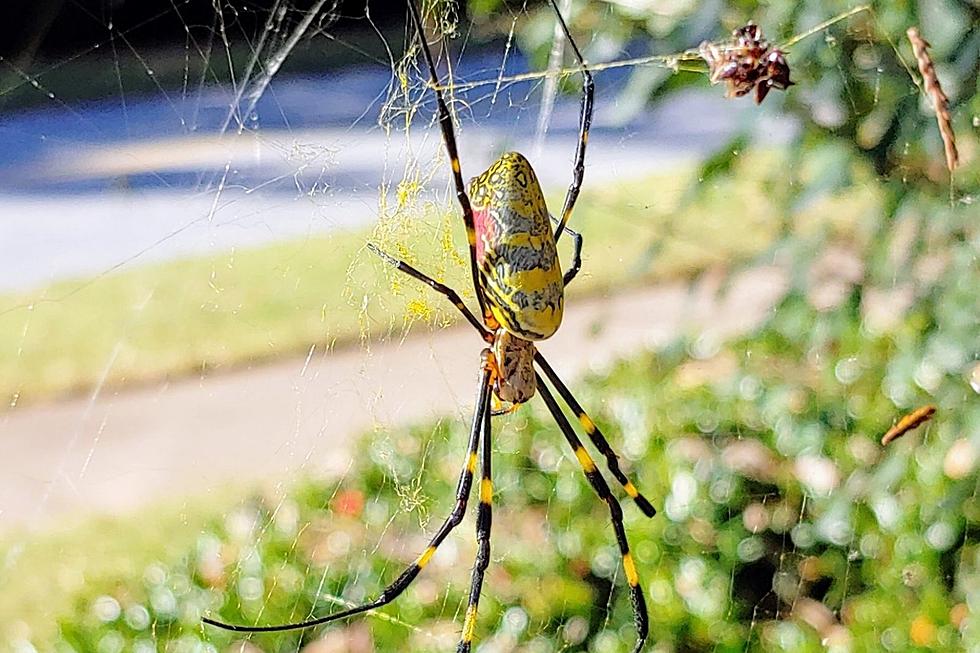 Could These Giant Spiders Come To South Dakota?