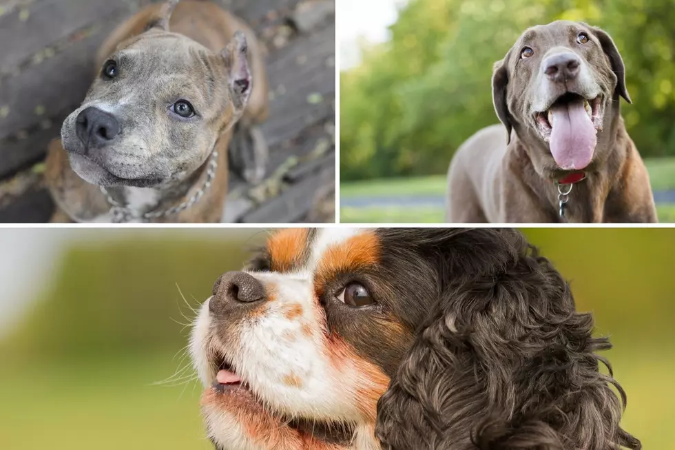 Dog Owners, Here’s How To Tell How Old Your Dog Is