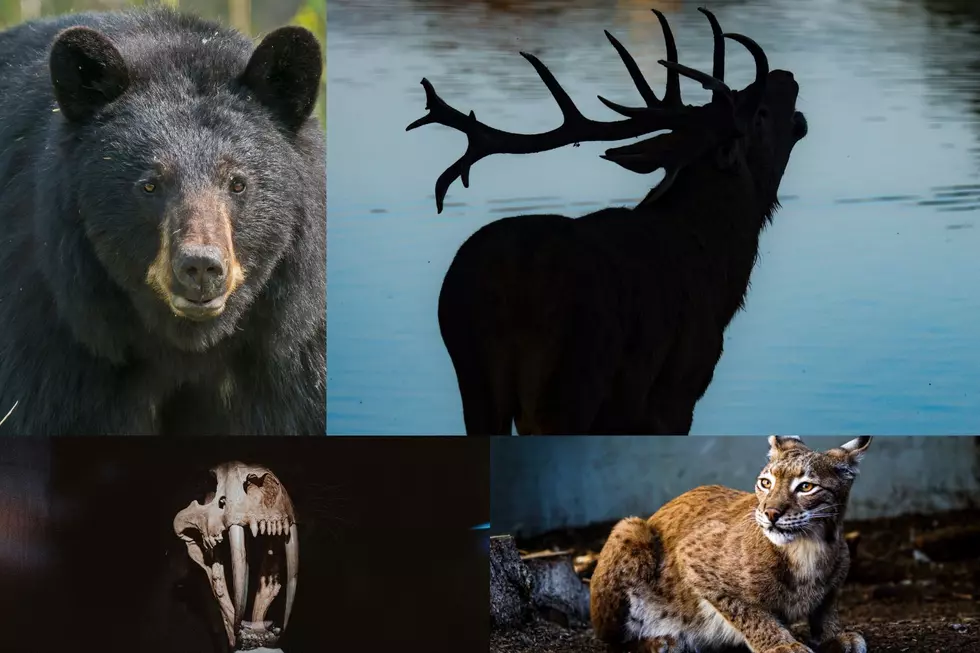Six Animals That Shockingly Lived in Iowa