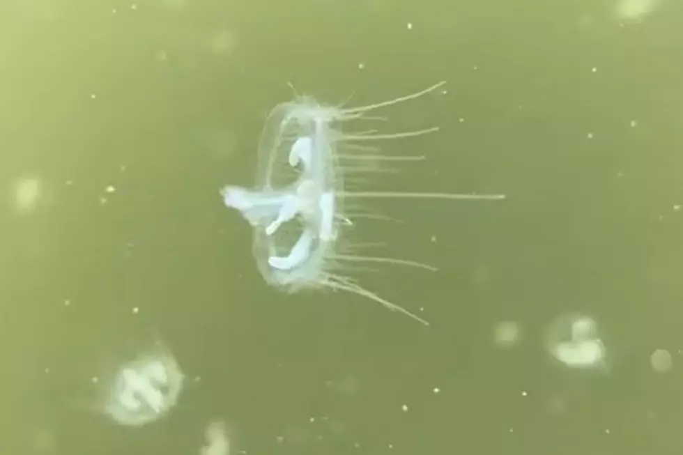 There's Jellyfish in the Land of 10K Lakes