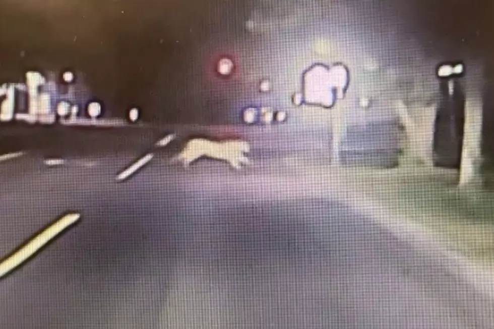 WATCH: Mountain Lion Roaming Around  Vermillion