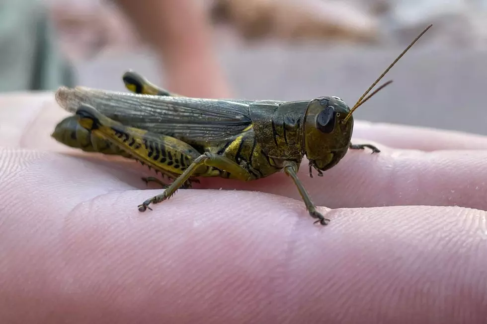 Have You Noticed A Lot of Grasshoppers All Over Sioux Falls?