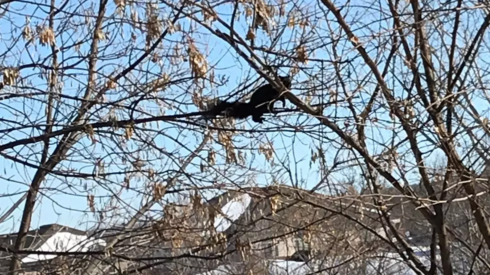 Here’s Hatfield, The Sioux Falls Fighting Black Squirrel