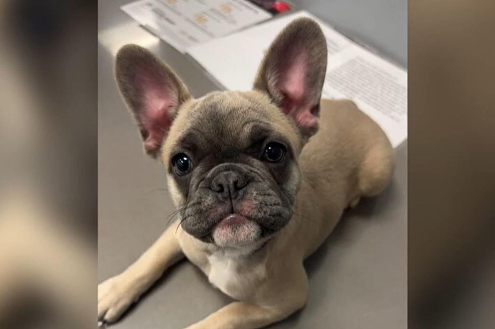 Sioux Falls Family Needs Help Finding Beloved French Bulldog Pup