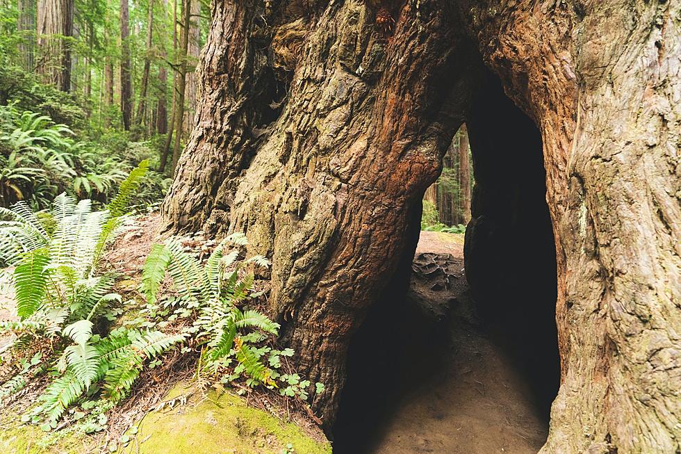 Minnesota’s Biggest Tree is Hidden in an Unexpected Spot