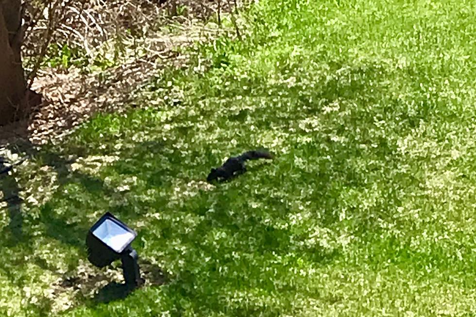 Sioux Falls Radio Station’s Black Squirrel Has Been Grounded!