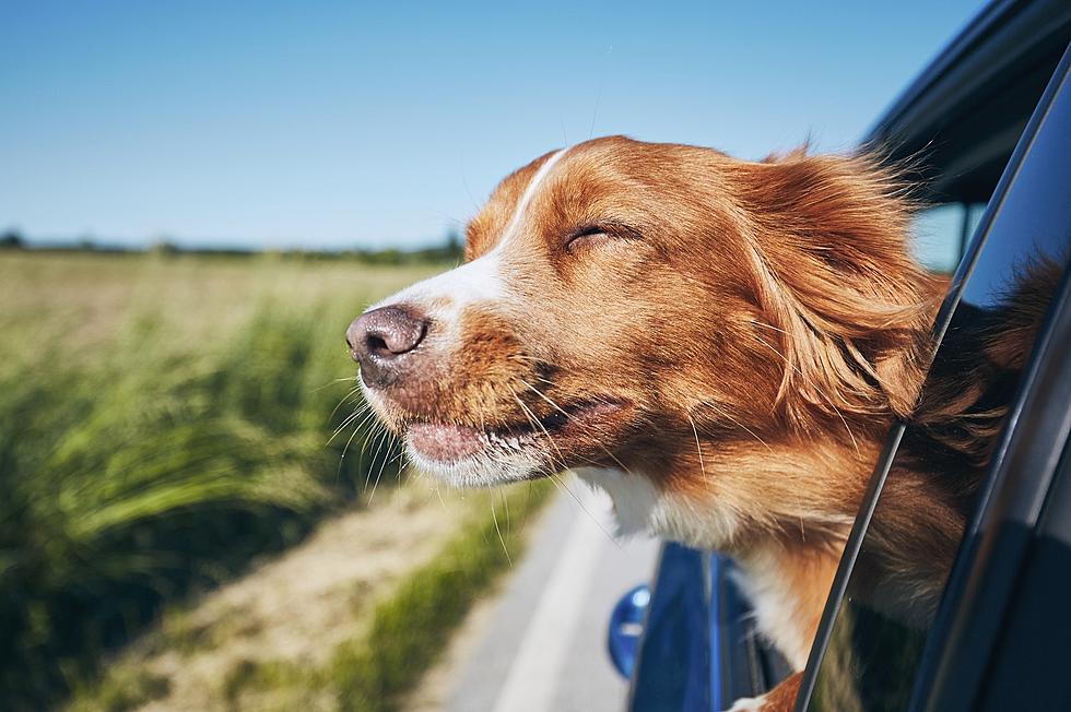 Dog Friendly Summer Vacation Places In South Dakota